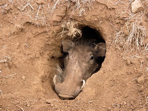 Warthog In Hole Babies Are In There Somewhere Adam Heath Flickr