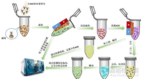 LC MS MS一份样品完成ADC药物的全组分分析 检测资讯 嘉峪检测网