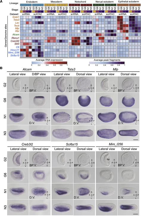 Joint Profiling Of Gene Expression And Chromatin Accessibility During