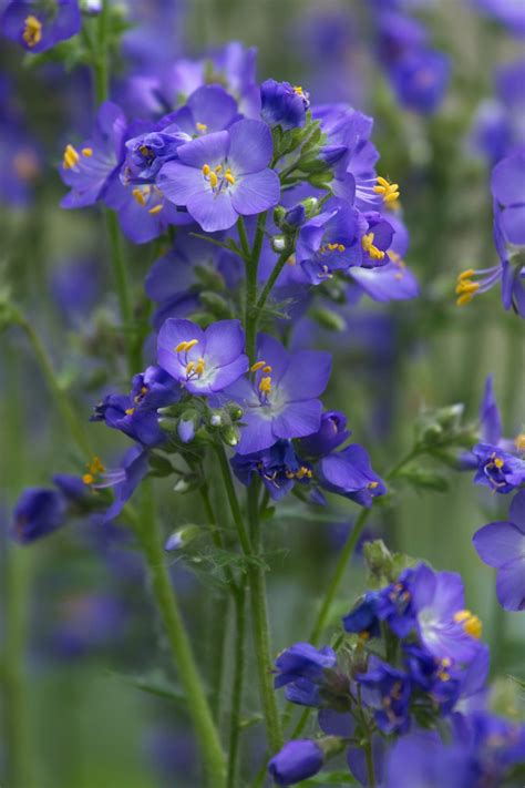 Perennial Plants For Shade