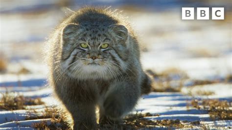 Is The Pallas Cat The Worlds Grumpiest Ogn Daily