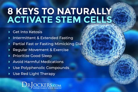 Stem Cells What Are They And 8 Ways To Activate Them