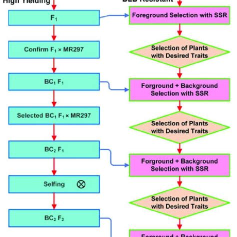 A Schematic Showing How Marker Assisted Backcross Breeding Was Used To Download Scientific