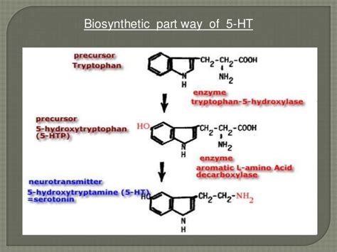 Serotonin 5 Ht Neurotransmitter