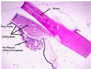 Ciliary Body Flashcards | Quizlet