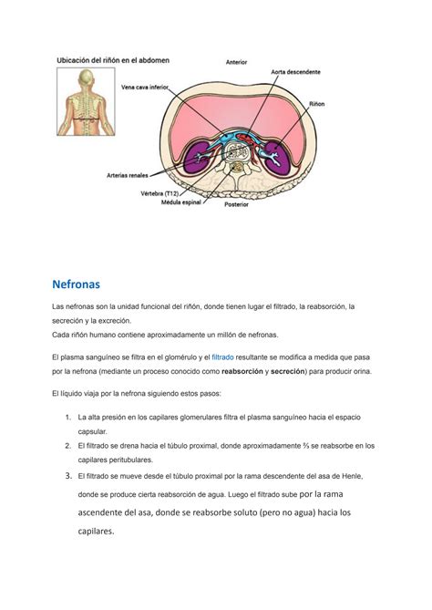 Solution Fisiologia Sistema Urinario Ri Ones Vias Urinarias