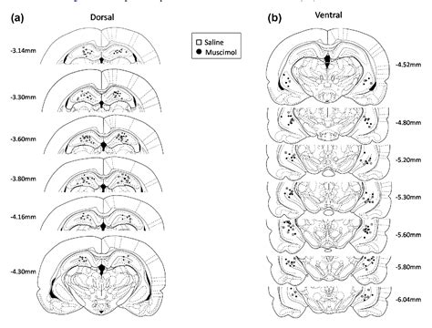 Pdf Time Course Of Dorsal And Ventral Hippocampal Involvement In The