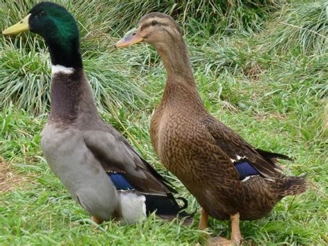 Rouen duck - Alchetron, The Free Social Encyclopedia