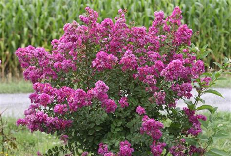 Lagerstroemia Indica Violet Pot Litres Lila Des Indes Amazon Fr Jardin