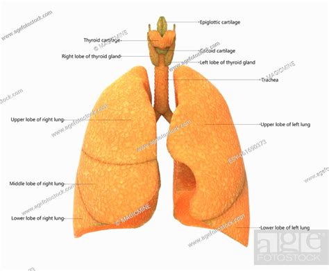 3D Illustration Of Human Internal Organs Respiratory System Lungs