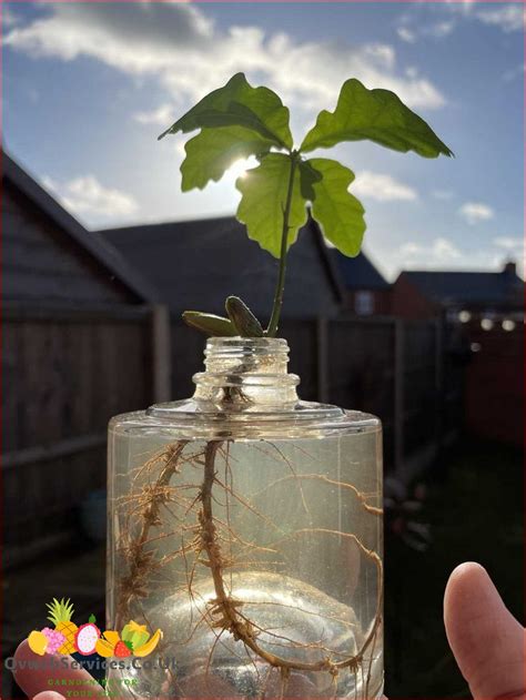 Step By Step Guide How To Grow An Acorn In Water June 2024