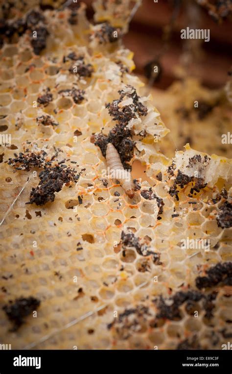 Wax Moth Damage On National Bee Hive Frames Stock Photo Alamy