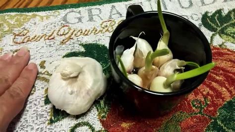 Growing Garlic From Store Bought Bulbs Quick And Easy Youtube