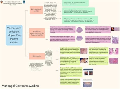 Esquema De Los Mecanismos De Lesi N Adaptaci N Y Muerte Celular