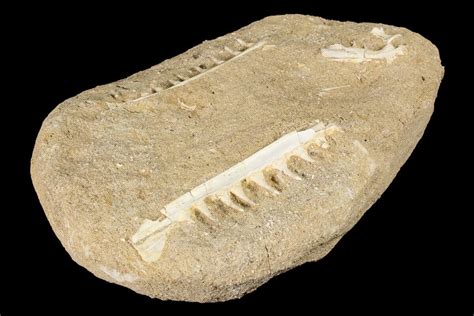 Enchodus Jaw Sections with Teeth - Cretaceous Fanged Fish (#87998) For ...