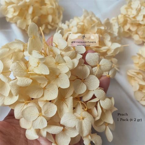 Jual 2 Gr Preserved Hydrangea Grade A Dried Flower Awetan Bunga