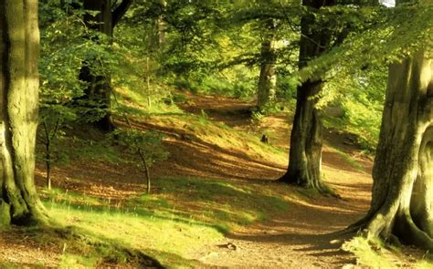 8 Of The Most Wonderful Woodland Walks Near Manchester