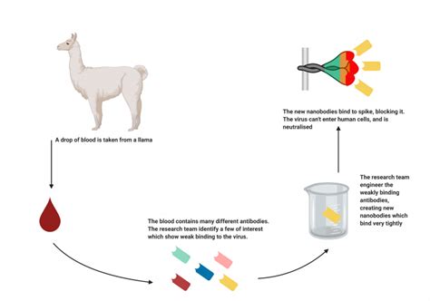 Llama Antibodies May Help Us Fight COVID-19 - MEDizzy Journal