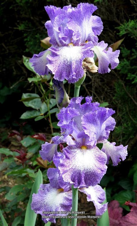 Photo Of The Entire Plant Of Tall Bearded Iris Iris Leanna Posted