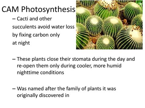 Photosynthesis “making The Fuel” Ppt Download