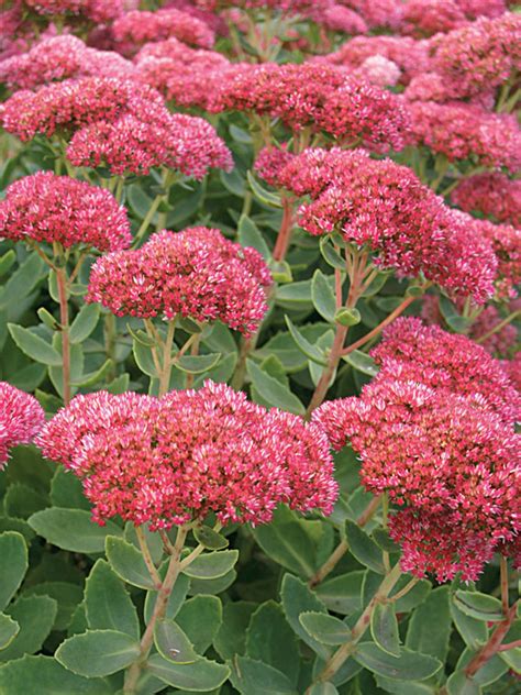 Sedum Autumn Fire Bluestone Perennials