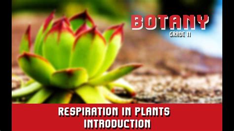 Respiration In Plants Introduction How Do Plants Breathe Without