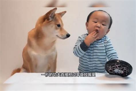 柴犬遇到和自己一样会叫的网红玩具，当场怀疑狗生，太搞笑了！