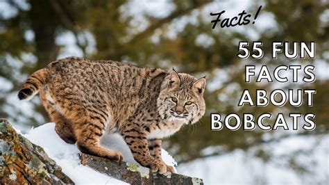 Interesting And Fun Facts About Bobcats That You Didnt Know Youtube