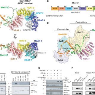 Models For Med12 Dependent Cdk8 Activation And Core Mediator CKM