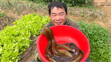 A Unique And Extremely Simple Way To Catch Eels Eel Harvest Farmer