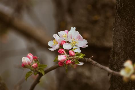 Cherry Plum Photos, Download The BEST Free Cherry Plum Stock Photos ...