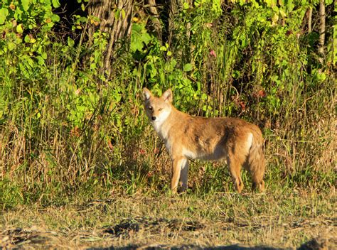 Curious Coyote Photograph By Jan Mulherin Fine Art America