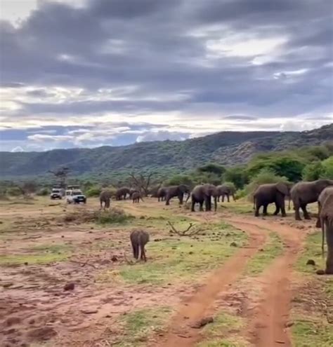 Ultimate Days Serengeti Migration Tourismrendezvous