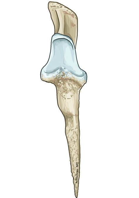 Ulna Cranial Aspect Diagram Quizlet