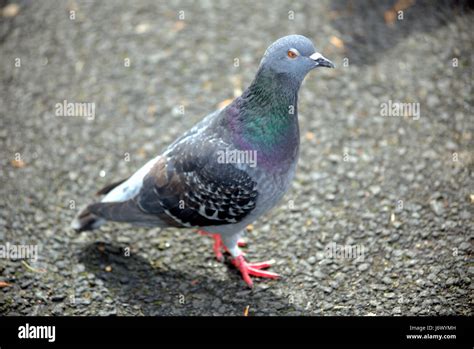 Domestizierte Taube Fotos Und Bildmaterial In Hoher Aufl Sung Alamy