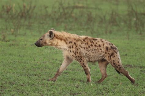 Spotted Hyena Walking In The African Savannah Stock Image Image Of