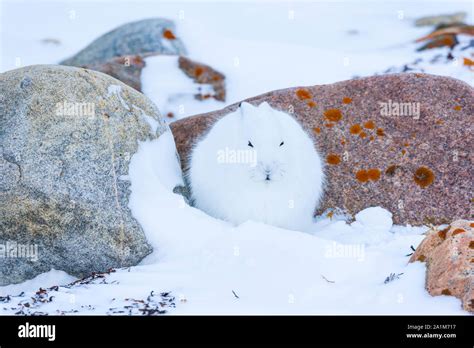 Arctic Hare Lepus Arcticus Or Polar Rabbit Stock Photo Alamy