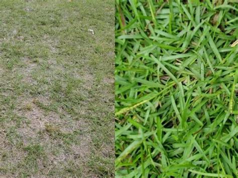 How to Make Bahia Grass Thicker | Lawn Model