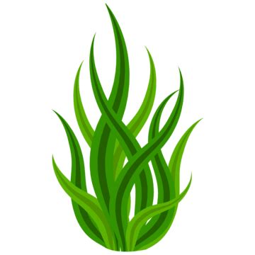 Squatsgreen Seaweed Clipart Images | Free Download | PNG Transparent Background - Pngtree