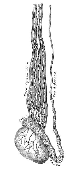 ilustrasi ilmiah anatomi manusia testis limfatik kapal ilustrasi stok