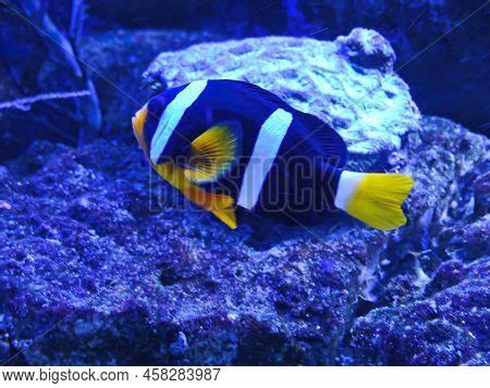 Black White Clownfish Image & Photo (Free Trial) | Bigstock