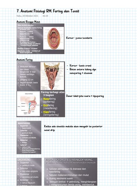 7 Anatomi Fisiologi Rm Faring Dan Tonsil Anatomi Rongga Mulut
