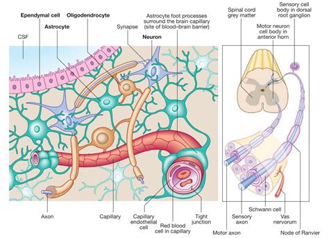 What Are The Cells Of The Nervous System