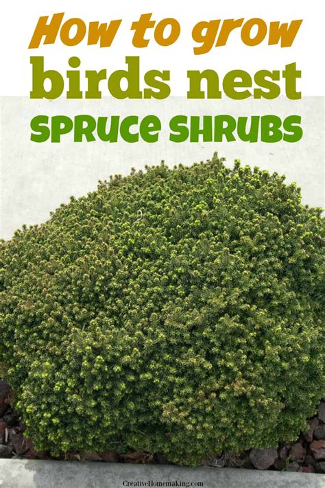 Growing Birds Nest Spruce Creative Homemaking