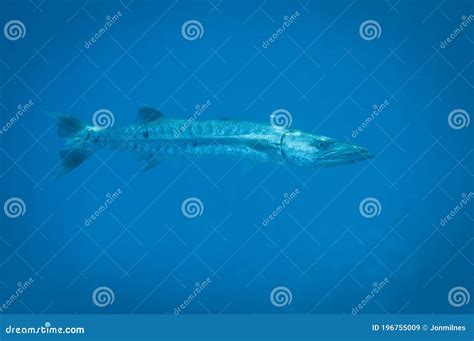 Great Barracuda Or Sphyraena Barracuda Also Known As Giant Barracuda