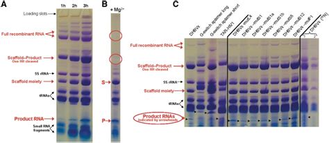 Denaturing 8 Polyacrylamide Gels Of Several Recombinant Rna Download Scientific Diagram