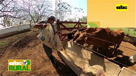 Abc Rural Si Falta Ensilado De Ma Z Que Forraje Dar A Las Vacas