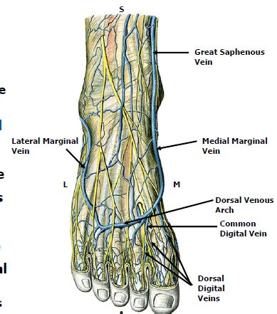 Foot Vein Anatomy