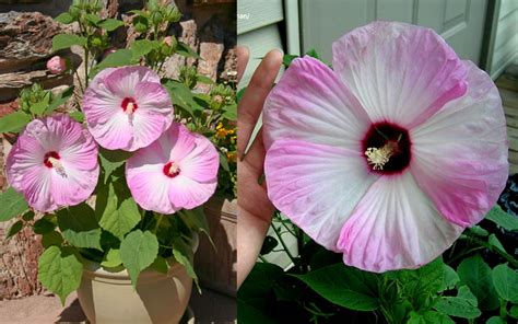 Buy Luna Pink Swirl Hibiscus FREE SHIPPING Wilson Bros Gardens