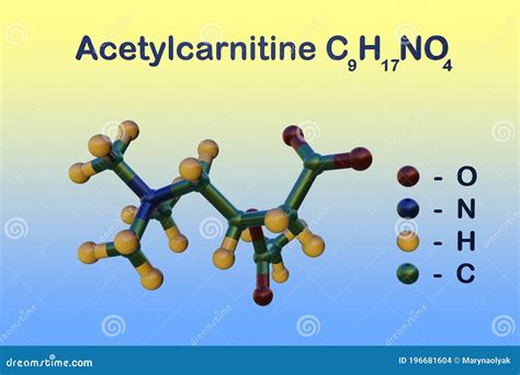 Acetylcarnitine Molecular Structure D Flat Model Acetyl L Carnitine